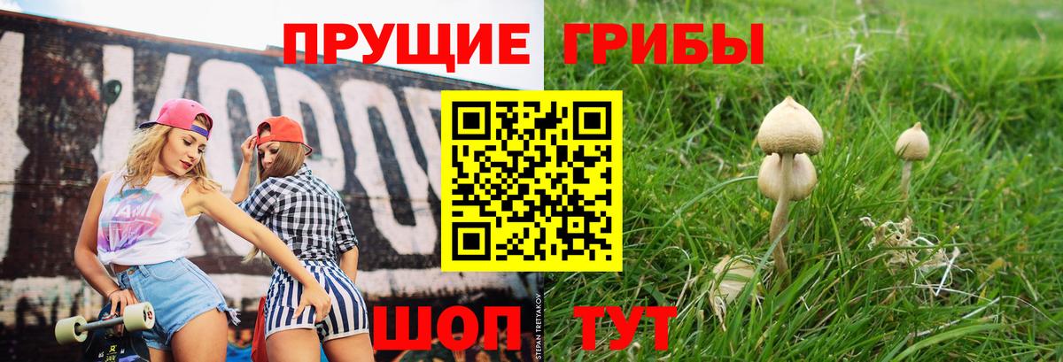 Димитровград  Псилоцибиновые грибы Psilocybine cubensis  Вход с VPN 
