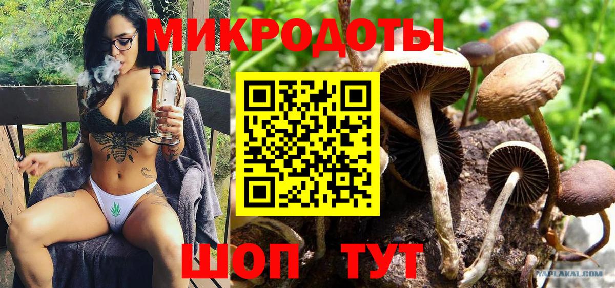 Галлюциногенные грибы Psilocybine cubensis Димитровград
